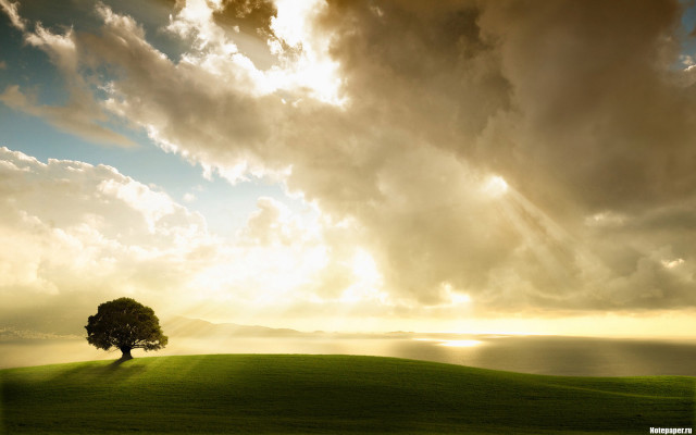 Lone tree grassy hill cloudy #6 free wallpaper - medium preview image