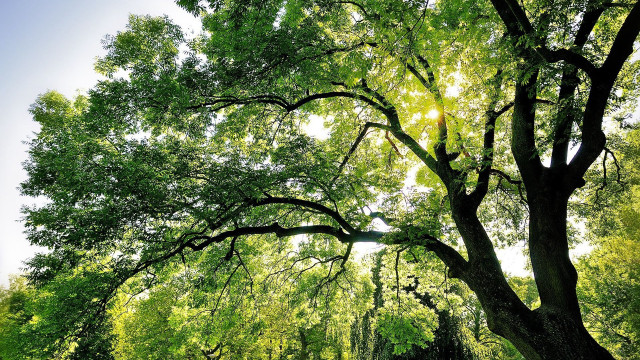 Large tree park bench autumn #2 free wallpaper - medium preview image