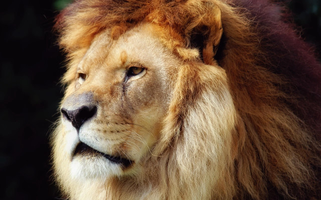 Lion closeup single eye old free wallpaper - medium preview image