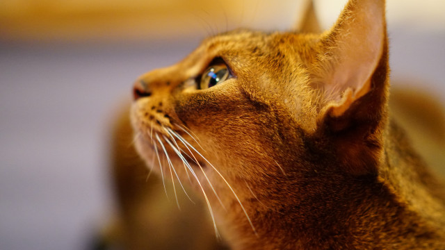 Cat looking up macro blurry free wallpaper - medium preview image