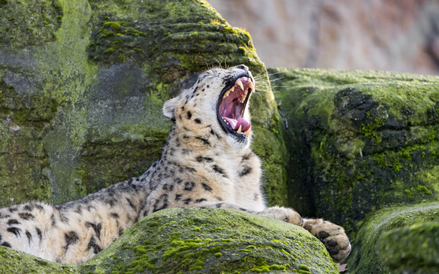 Snow leopard yawning mossy rocks free wallpaper - medium preview image
