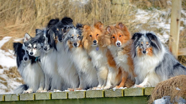 Dogs snow wooden ledge hay free wallpaper - medium preview image