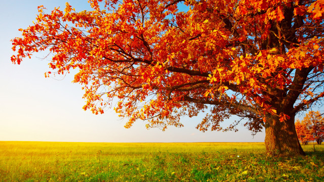 Red leaves tree autumn sky #2 free wallpaper - medium preview image
