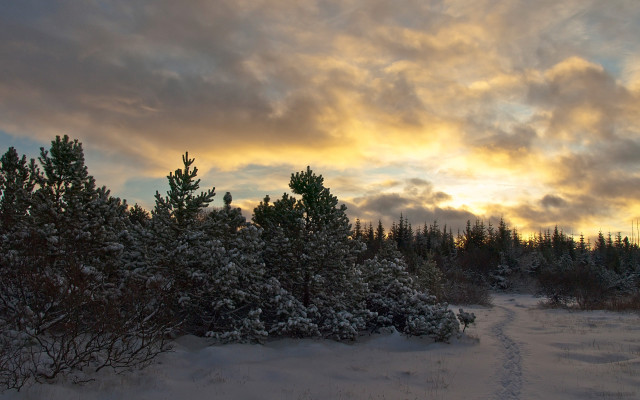 Snowy forest path ada hill free wallpaper - medium preview image