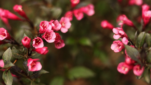 Pink flowers branch bokeh macro free wallpaper - medium preview image