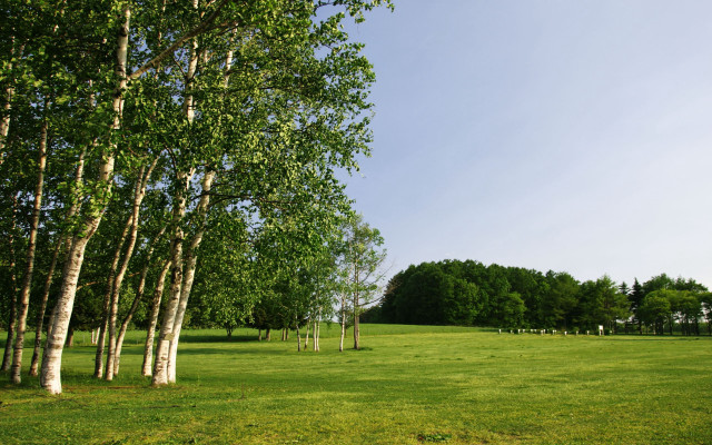 Field trees blue sky clouds #21 free wallpaper - medium preview image