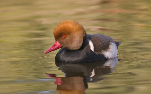 Duck red head swimming water free wallpaper - medium preview image