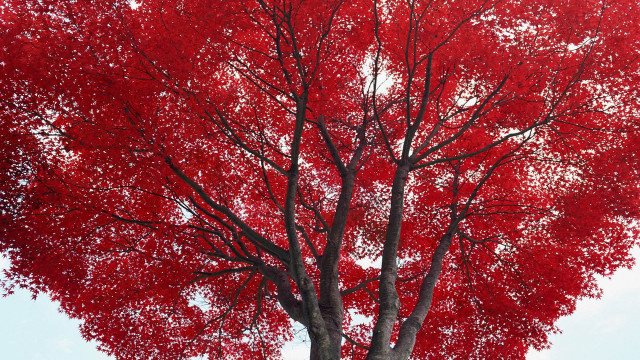 Red tree white sky bench free wallpaper - medium preview image