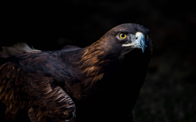 Large bird blue head yellow free wallpaper - medium preview image