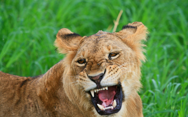 Lion roaring grass wildlife photography free wallpaper - medium preview image