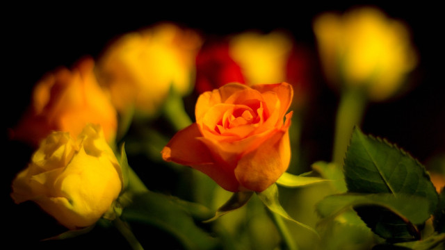 Yellow rose macro blurry flame free wallpaper - medium preview image