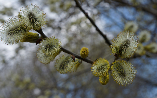 Branch flowers sky trees bokeh free wallpaper - medium preview image