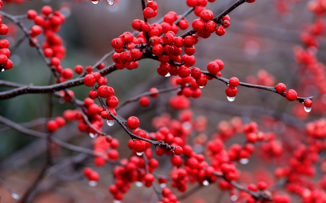 Tree berries water drops autumn free wallpaper - medium preview image