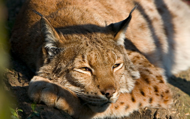 Lynx resting on log in free wallpaper - medium preview image