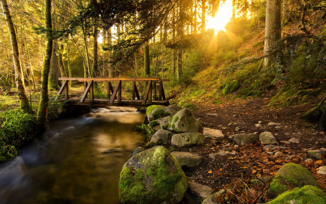 Bridge stream forest mossy rocks free wallpaper - medium preview image