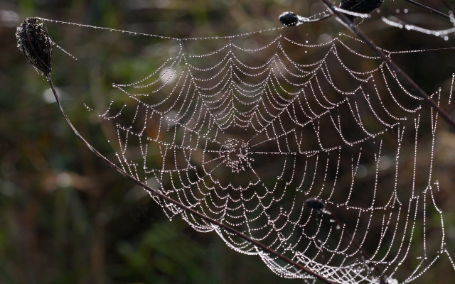Spider web water droplets forest #2 free wallpaper - medium preview image