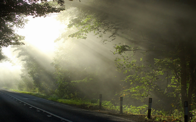 Foggy road trees light nature free wallpaper - medium preview image