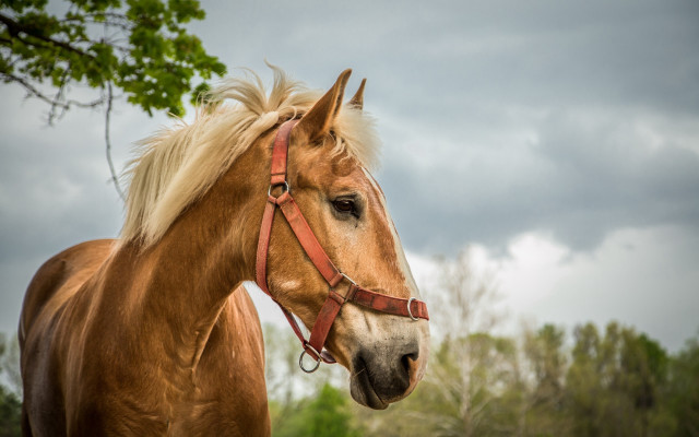 Brown horse field trees cloudy free wallpaper - medium preview image