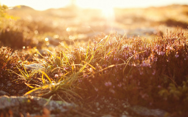Autumn flowers bokeh sunset nature free wallpaper - medium preview image