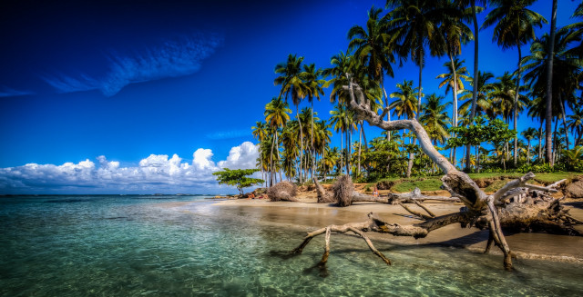 Beach palmtrees clearwater sunny day free wallpaper - medium preview image