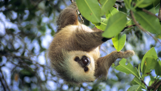 Sloth hanging tree leaves nature free wallpaper - medium preview image