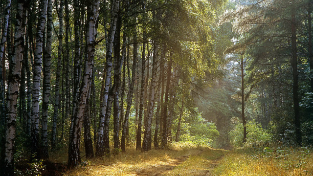 Dirt road forest trees trail #2 free wallpaper - medium preview image