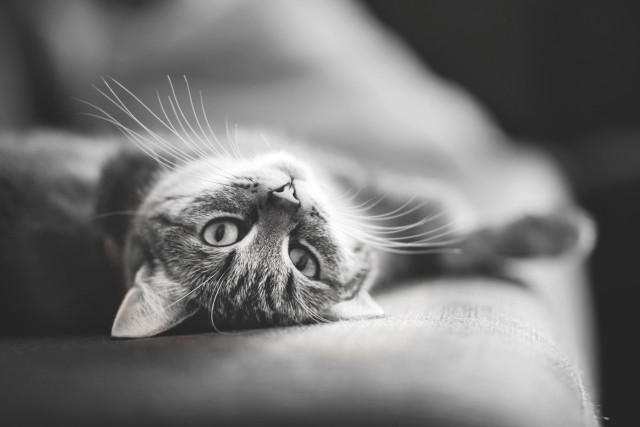 Cat couch back black and free wallpaper - medium preview image