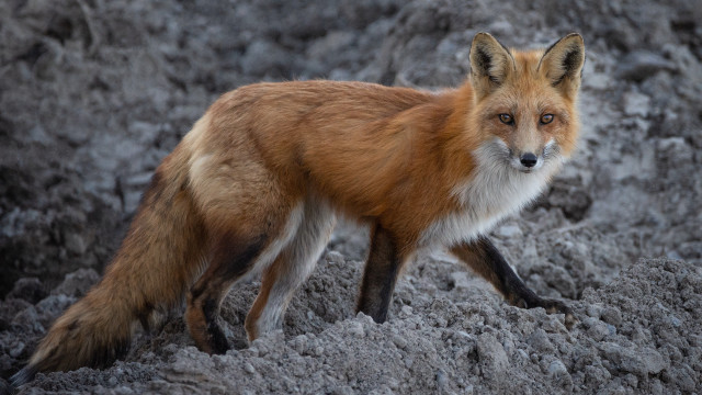 Red fox rocky snow blurry free wallpaper - medium preview image