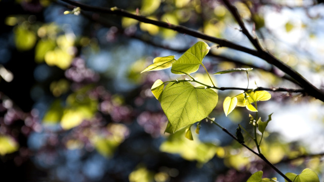 Branch leaves blue sky clouds #3 free wallpaper - medium preview image