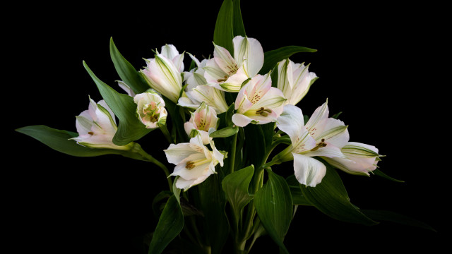 White flower vase stilllife black free wallpaper - medium preview image