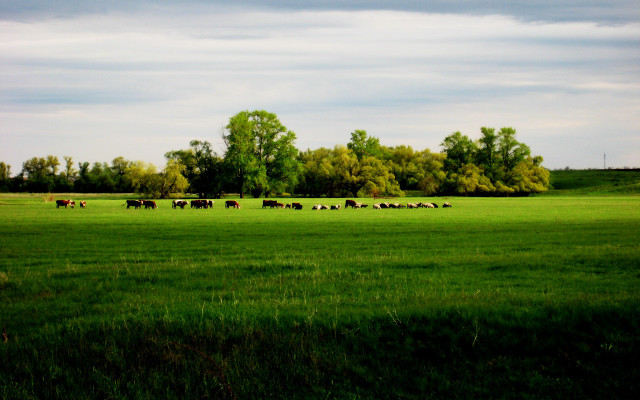 Cattle grazing green field cloudy free wallpaper - medium preview image