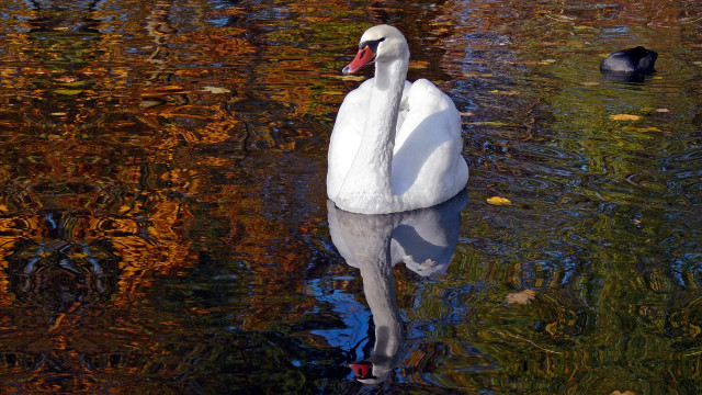 White swan duckling lake autumn free wallpaper - medium preview image
