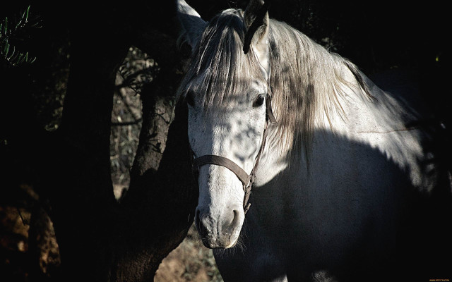 White horse tree shade chiaroscuro free wallpaper - medium preview image