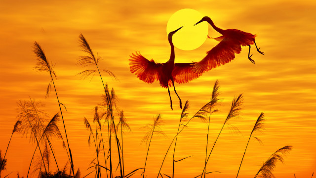 Birds sunset grass mountains moon free wallpaper - medium preview image