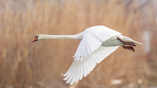 White swan flying dry grass #2 free wallpaper - medium preview image