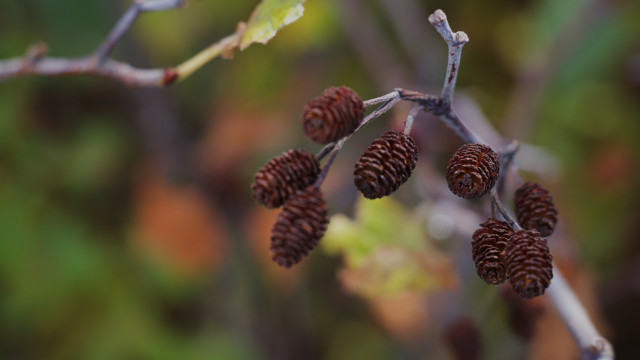 Pine cone branch bokeh macro free wallpaper - medium preview image