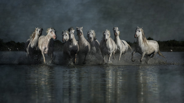 Horses running water night starry free wallpaper - medium preview image