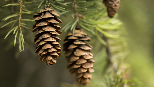 Pine cone closeup plant nature free wallpaper - medium preview image