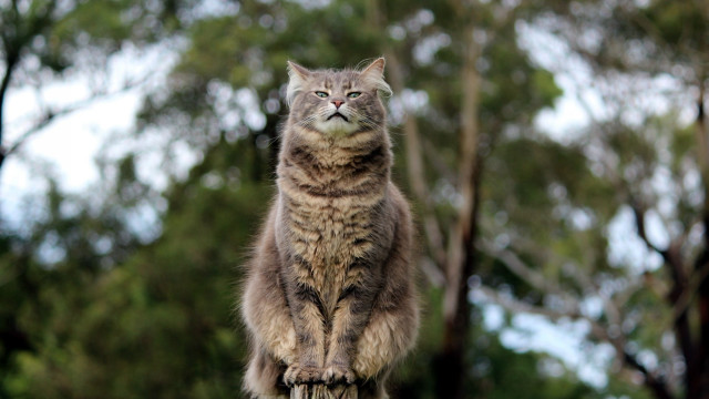 Cat regal forest bokeh statue free wallpaper - medium preview image