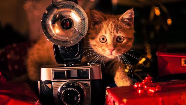 Cat camera box flame embers free wallpaper - medium preview image