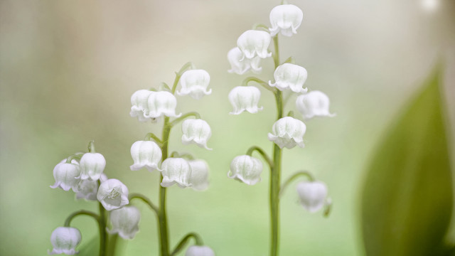 Flower daisy lily lotus white free wallpaper - medium preview image