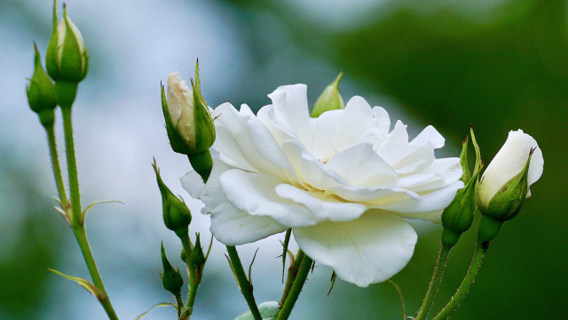 White flower green leaves blue #3 free wallpaper - medium preview image
