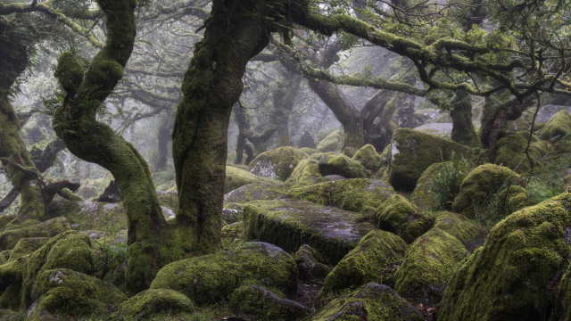 Foggy forest moss covered rocks #2 free wallpaper - medium preview image
