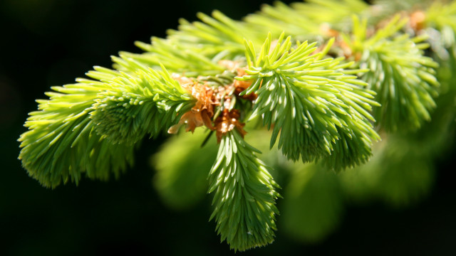 Pine branch cones blurry background free wallpaper - medium preview image