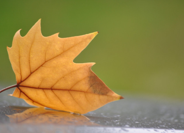 Leaf water droplets green background #3 free wallpaper - medium preview image