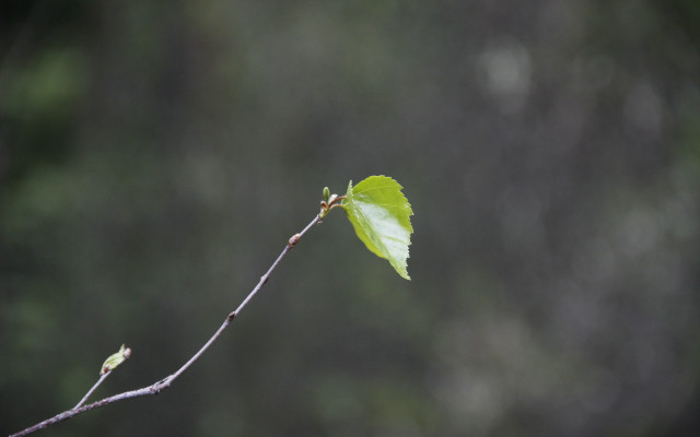 Branch green leaf macro shallow free wallpaper - medium preview image