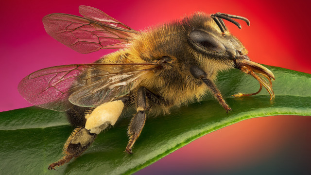 Bee leaf pink red macro free wallpaper - medium preview image