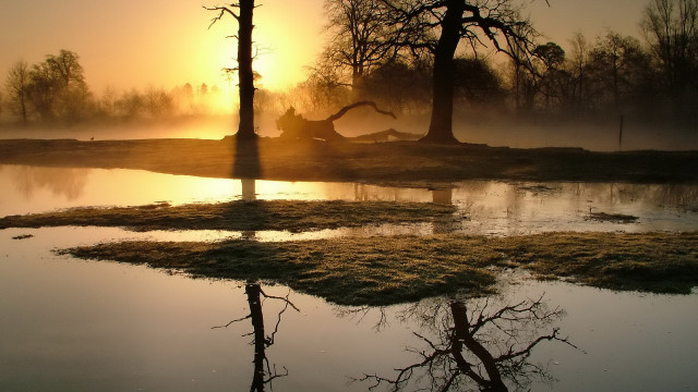 Pond grass trees fog backlit free wallpaper - medium preview image