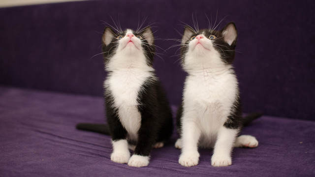 Kittens purple couch blue eyes free wallpaper - medium preview image