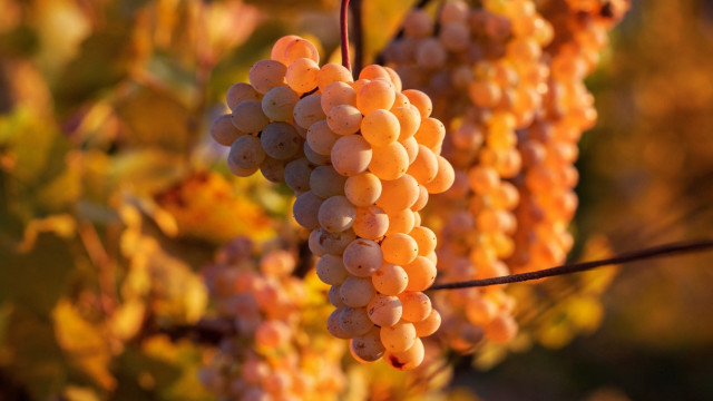Grapes vineyard autumn sunset blurry free wallpaper - medium preview image